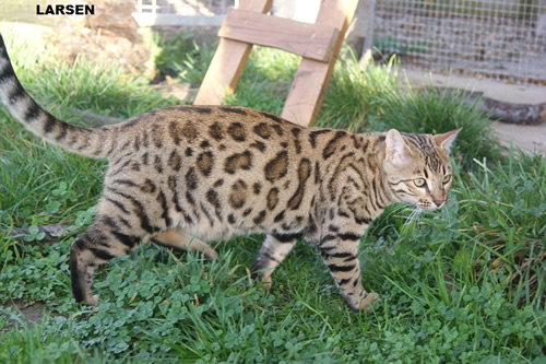 male bengal brown à rosettes fermées